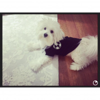 Maltese, Köpek  ponçik fotoğrafı