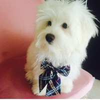 Maltese, Köpek  ponçik fotoğrafı