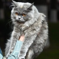 British Longhair, Kedi  LONG HAİR BRİTİSH fotoğrafı