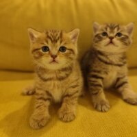 British Longhair, Kedi  Ayı suratlı dişi erkek, silver ve golden British y fotoğrafı