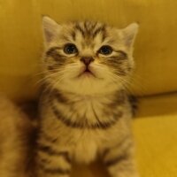 British Longhair, Kedi  Ayı suratlı dişi erkek, silver ve golden British y fotoğrafı