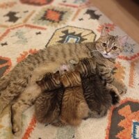 British Longhair, Kedi  Ayı suratlı dişi erkek, silver ve golden British y fotoğrafı