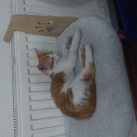 Tekir Kedi, Kedi  Tarçın fotoğrafı