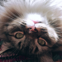 Tekir Kedi, Kedi  april fotoğrafı