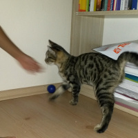 Tekir Kedi, Kedi  gölge fotoğrafı