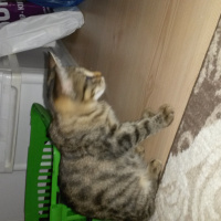 Tekir Kedi, Kedi  gölge fotoğrafı