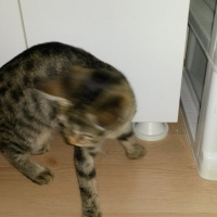 Tekir Kedi, Kedi  gölge fotoğrafı