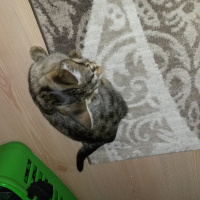 Tekir Kedi, Kedi  gölge fotoğrafı
