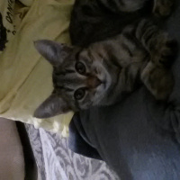 Tekir Kedi, Kedi  gölge fotoğrafı