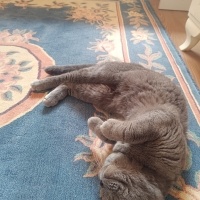 Scottish Fold, Kedi  Gece fotoğrafı