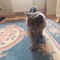 Scottish Fold, Kedi  Gece fotoğrafı
