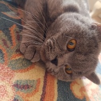 Scottish Fold, Kedi  Gece fotoğrafı