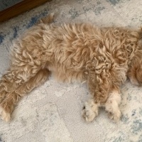 Poodle (Minyatür Kaniş), Köpek  LOTUS fotoğrafı