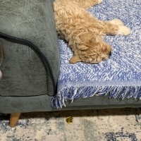 Poodle (Minyatür Kaniş), Köpek  LOTUS fotoğrafı