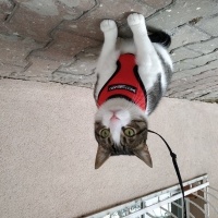 European Shorthair, Kedi  Prens fotoğrafı