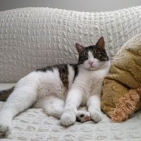 European Shorthair, Kedi  Prens fotoğrafı