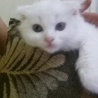 Scottish Fold, Kedi  TARÇIN❤♡❤ fotoğrafı