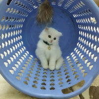 Scottish Fold, Kedi  TARÇIN❤♡❤ fotoğrafı