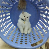 Scottish Fold, Kedi  TARÇIN❤♡❤ fotoğrafı