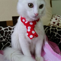 Scottish Fold, Kedi  TARÇIN❤♡❤ fotoğrafı