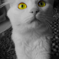 Scottish Fold, Kedi  TARÇIN❤♡❤ fotoğrafı