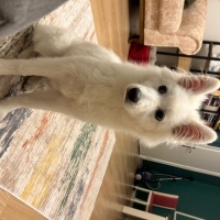 Samoyed, Köpek  Oscar fotoğrafı
