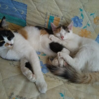 Tekir Kedi, Kedi  kontes fotoğrafı