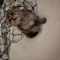 Scottish Fold, Kedi  kaju fotoğrafı