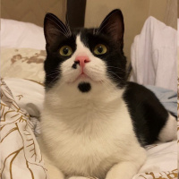 Tuxedo (Smokin) Kedi, Kedi  PASCAL NOUMA fotoğrafı
