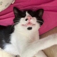Tuxedo (Smokin) Kedi, Kedi  PASCAL NOUMA fotoğrafı