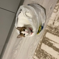 Tekir Kedi, Kedi  Ponçik fotoğrafı
