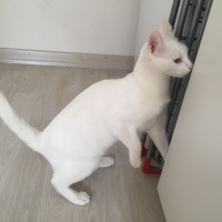Ankara Kedisi, Kedi  Pamuk fotoğrafı