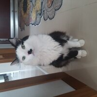 Tuxedo (Smokin) Kedi, Kedi  Ayçıl fotoğrafı