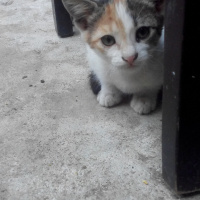 Tekir Kedi, Kedi  pamuk fotoğrafı