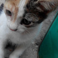 Tekir Kedi, Kedi  pamuk fotoğrafı