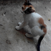 Tekir Kedi, Kedi  pamuk fotoğrafı