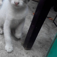 Tekir Kedi, Kedi  pamuk fotoğrafı