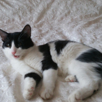 Tekir Kedi, Kedi  yaşam fotoğrafı
