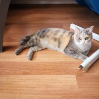 Scottish Fold, Kedi  Pamuk fotoğrafı