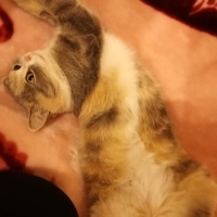 Scottish Fold, Kedi  Pamuk fotoğrafı