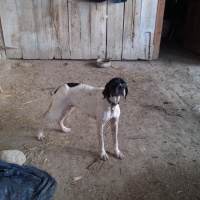 Pointer, Köpek  Linda fotoğrafı