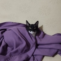 Tekir Kedi, Kedi  Patik fotoğrafı