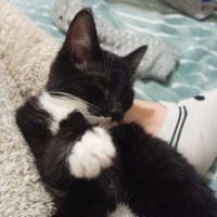 Tekir Kedi, Kedi  Patik fotoğrafı