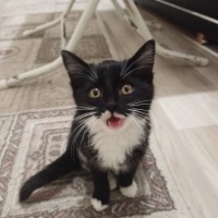 Tekir Kedi, Kedi  Patik fotoğrafı