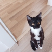 Tekir Kedi, Kedi  Patik fotoğrafı