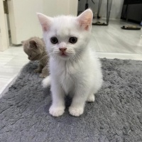 British Shorthair, Kedi  Pamuk fotoğrafı