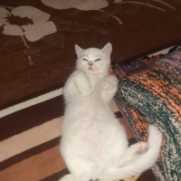British Shorthair, Kedi  Pamuk fotoğrafı