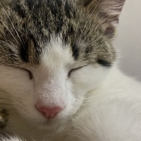 Tekir Kedi, Kedi  Bihter fotoğrafı