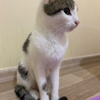Tekir Kedi, Kedi  Bihter fotoğrafı