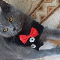 British Shorthair, Kedi  Miya fotoğrafı